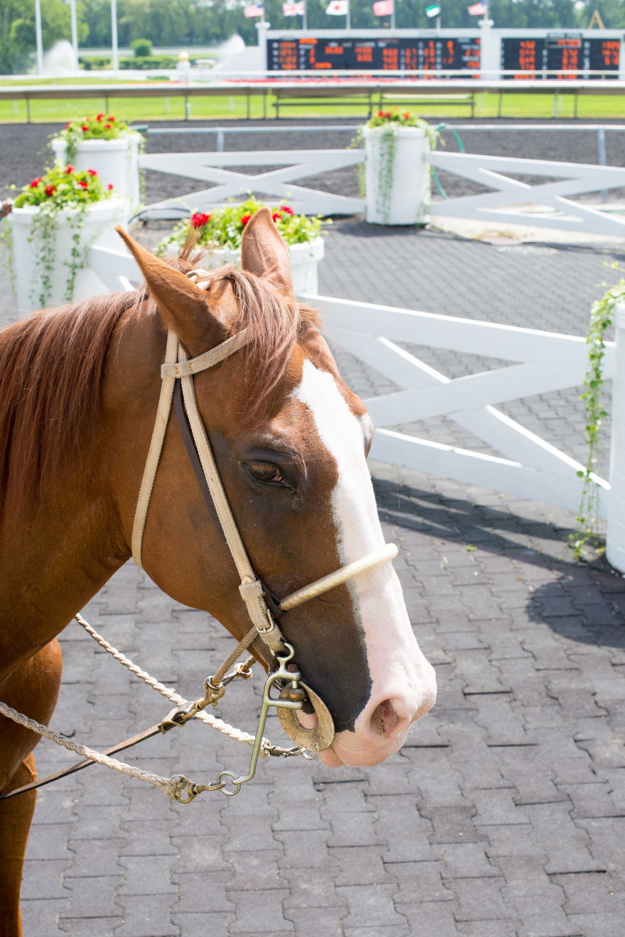 The Arlington Million with America's Best Racing