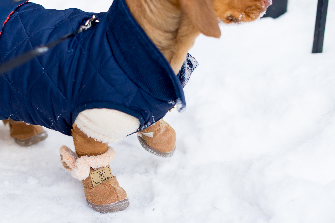 Dog boots for deals dachshunds