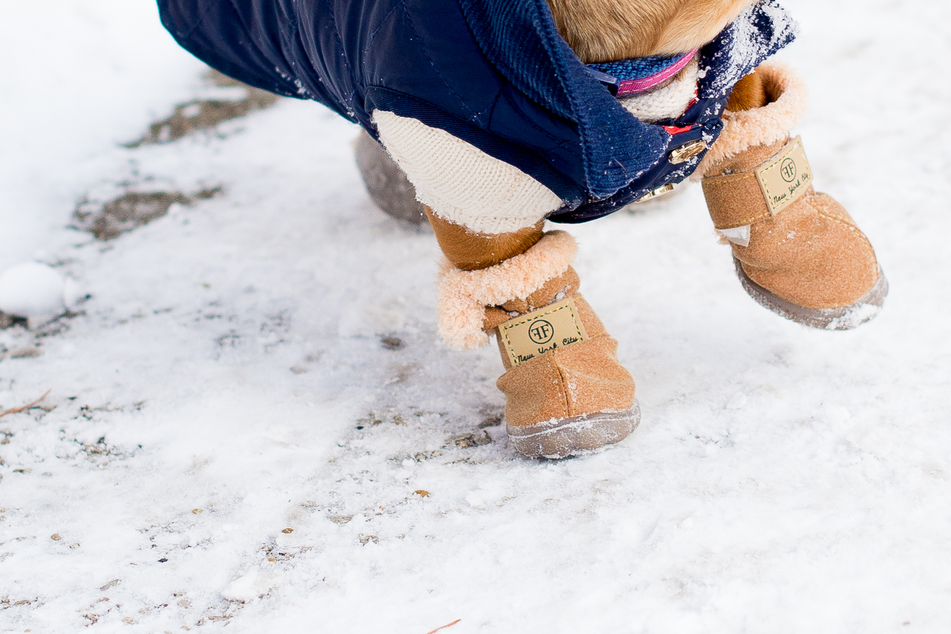 dachshund booties