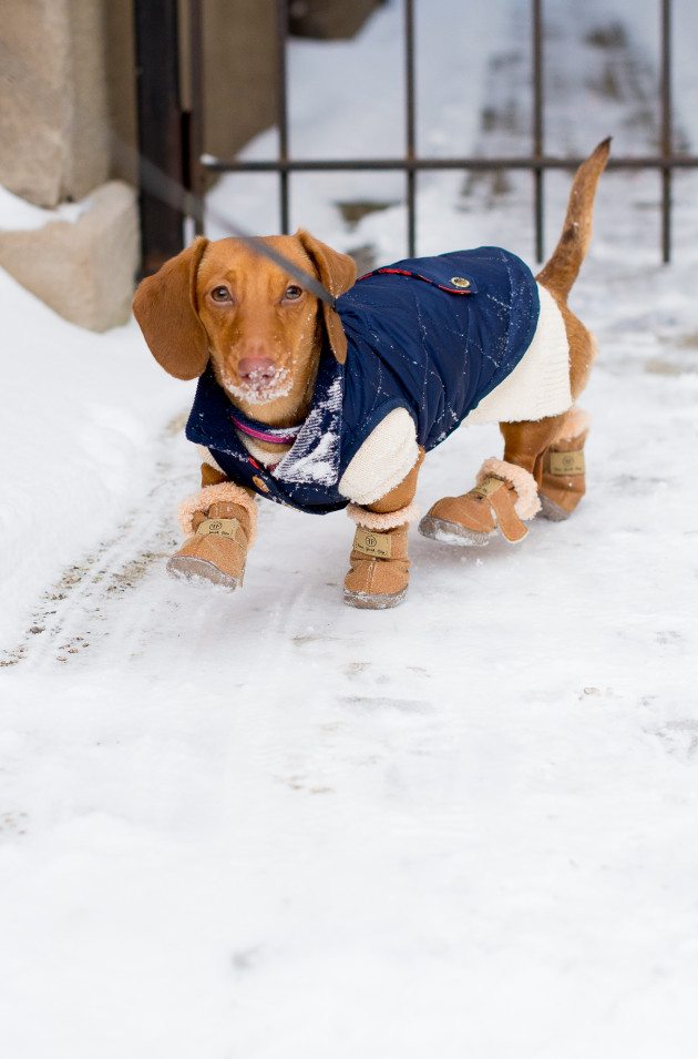 Furry Footwear: Winter Clothing for Miniature Dachshunds