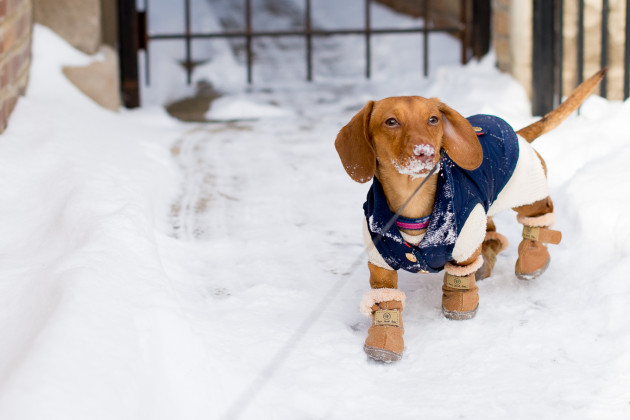 Furry Footwear: Winter Clothing for Miniature Dachshunds