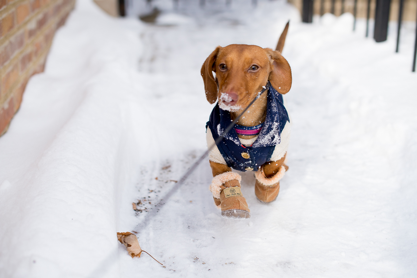 Furry Footwear Winter Clothing for Miniature Dachshunds