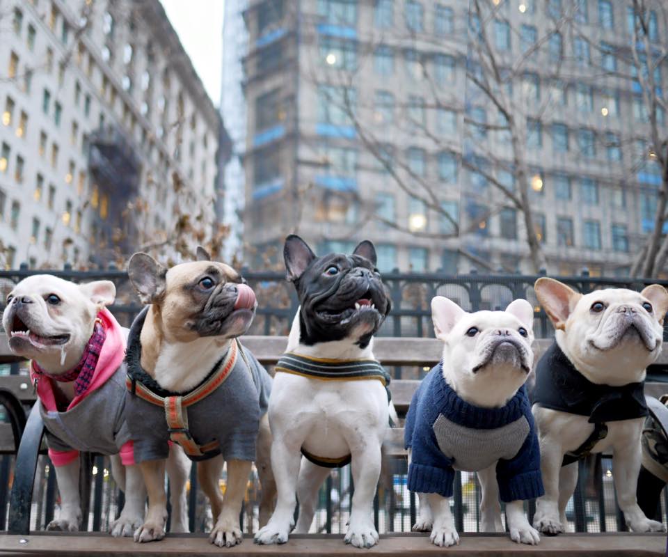 french bulldogs in new york city