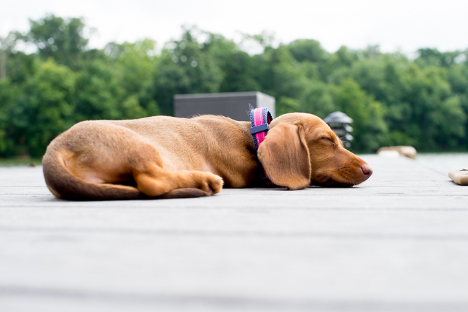 Crate Train Dachshund-2