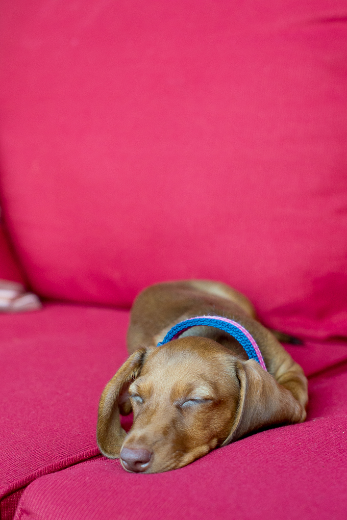 Dachshund crate outlet training