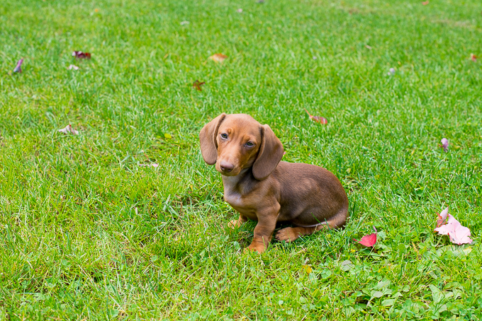 Crate discount training dachshund