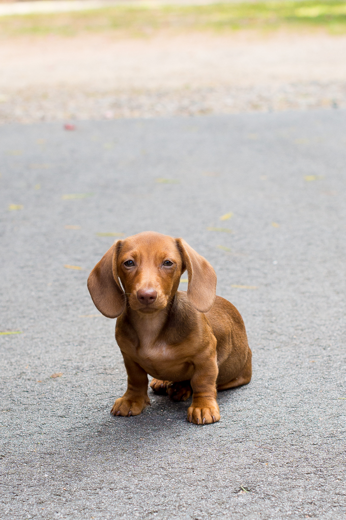 are wiener dogs easy to train