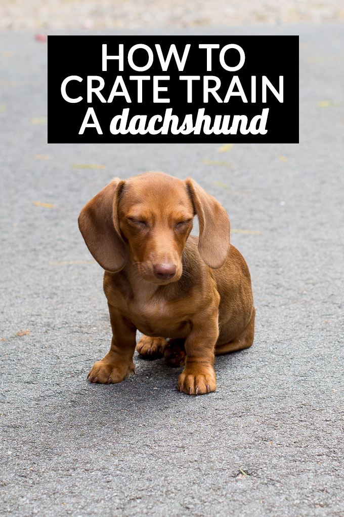 how to crate train a dachshund
