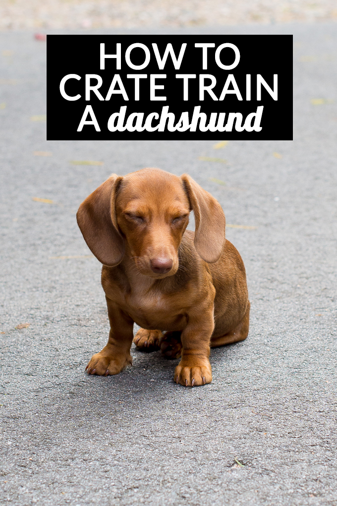 Crate dweller, Kevin : r/Dachshund