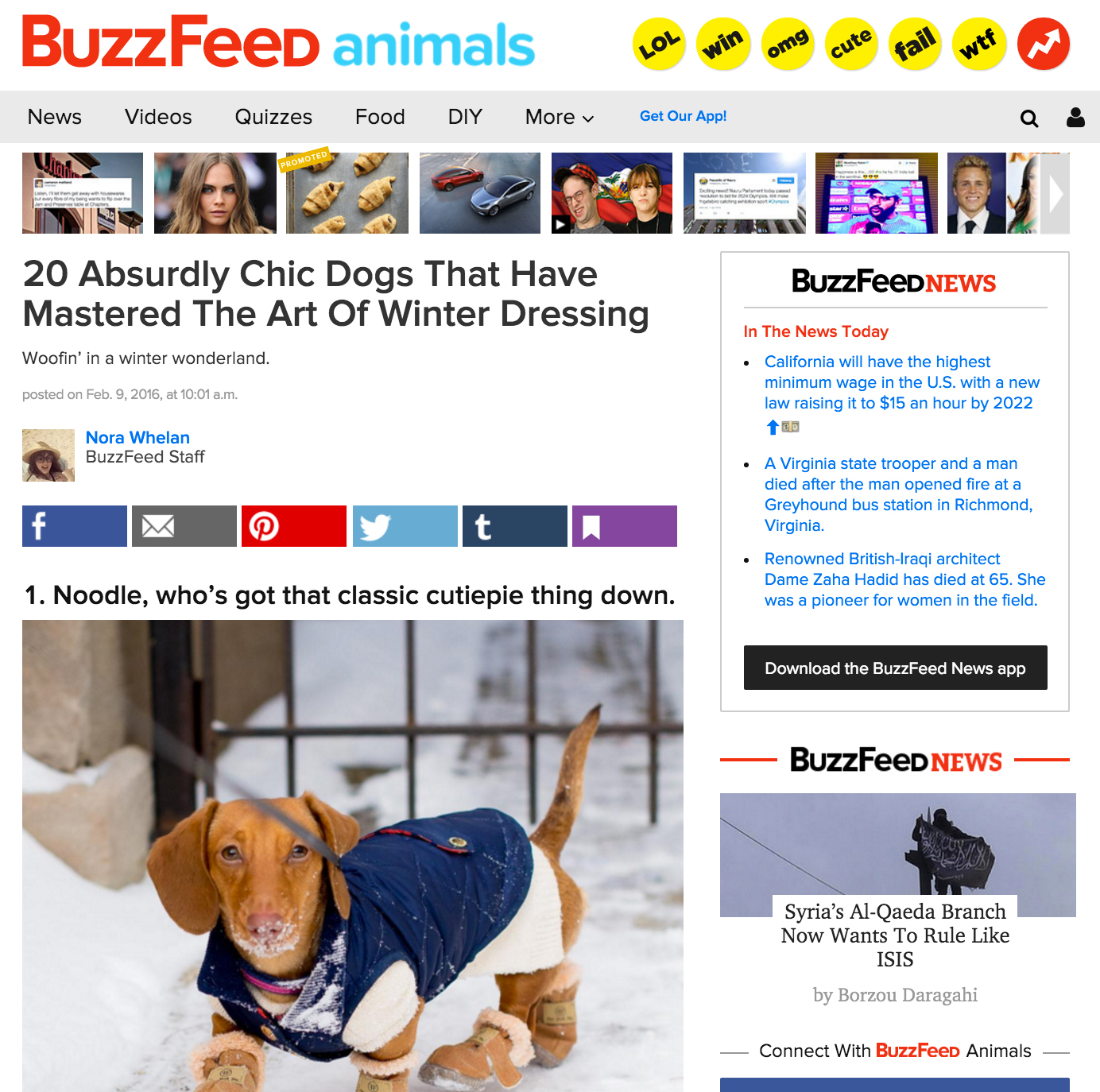 buzzfeed noodle in the city