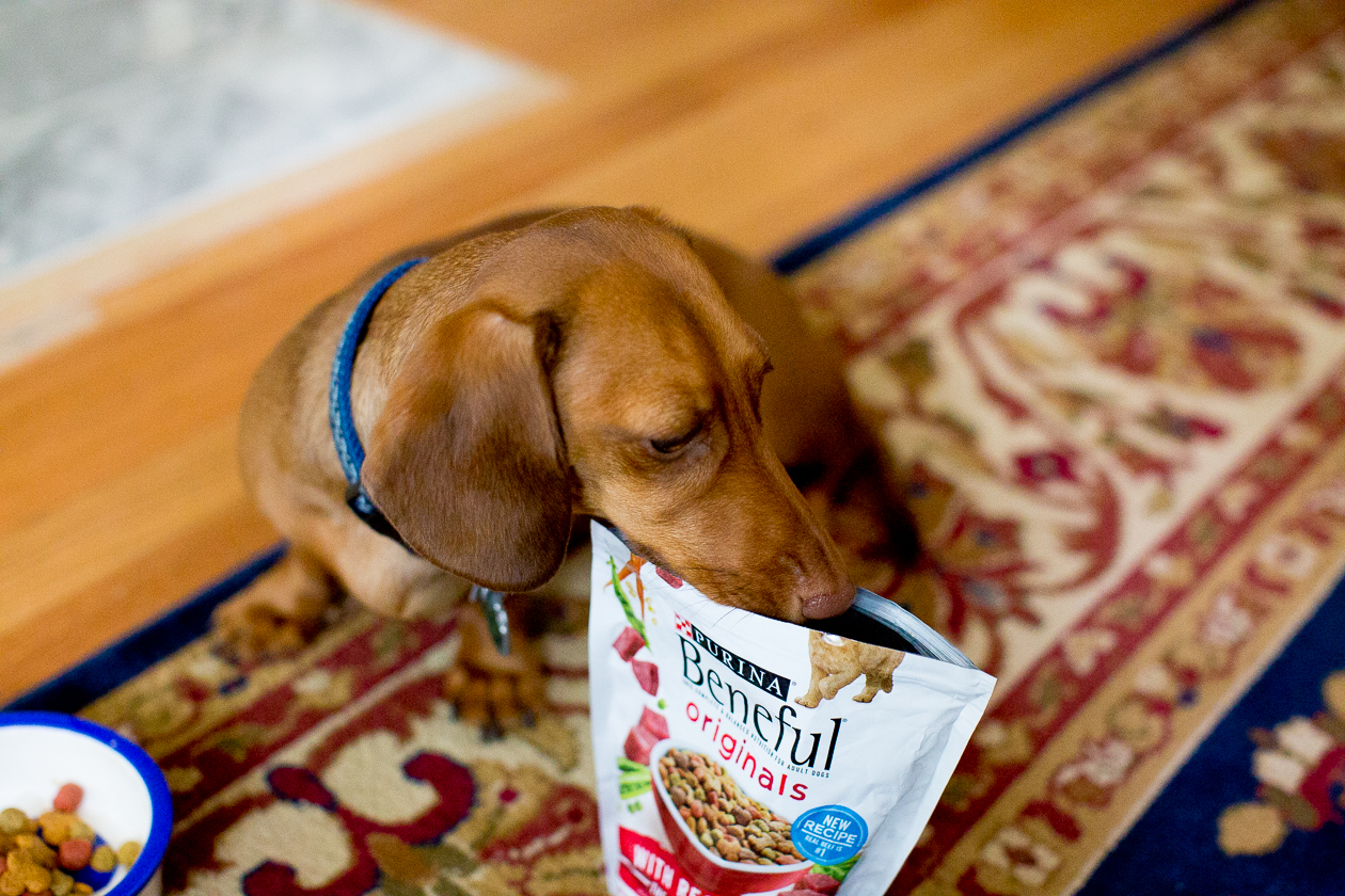 Noodle in the City Beneful Dog Food-33