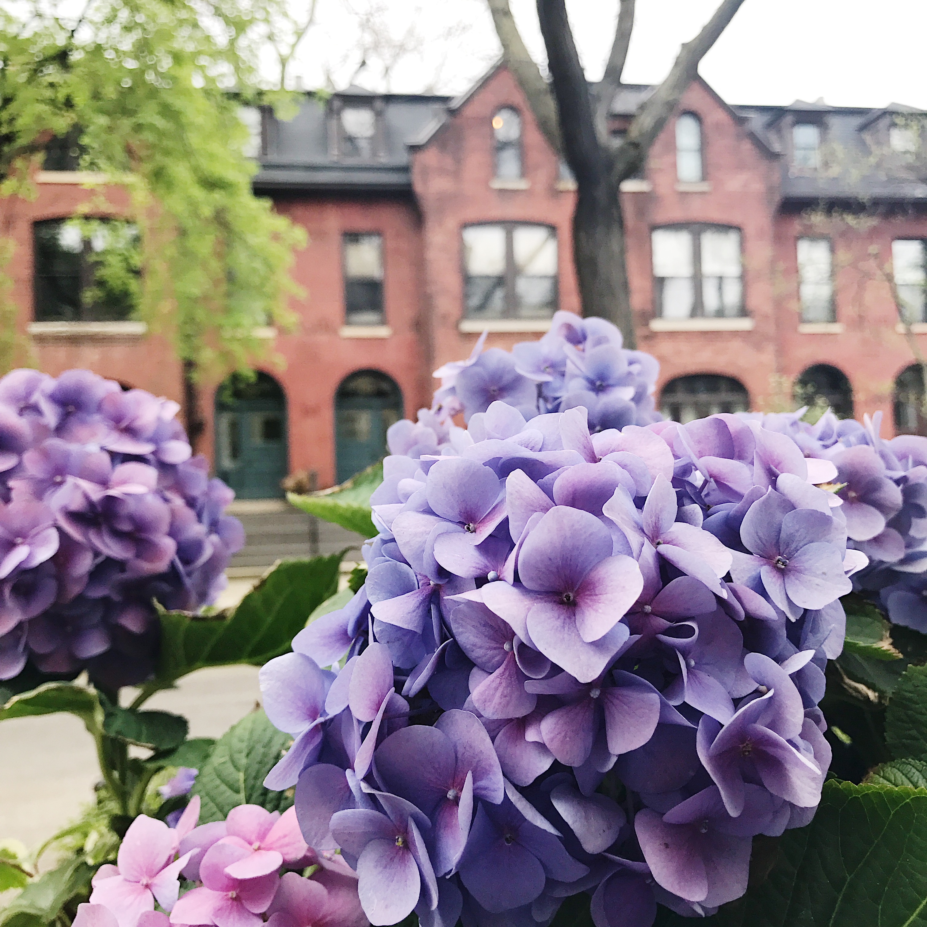 The hydrangea are coming out! Mitch and I planted a bunch last weekend. So excited. Cross your fingers that they survive!