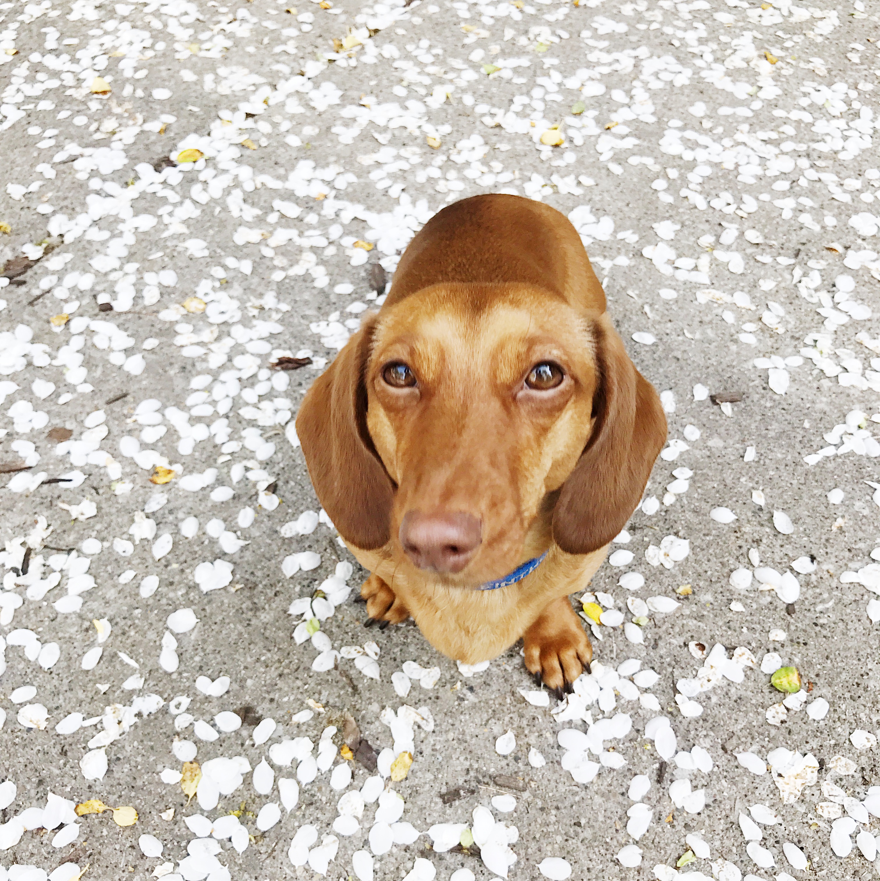 Springtime snowstorm!