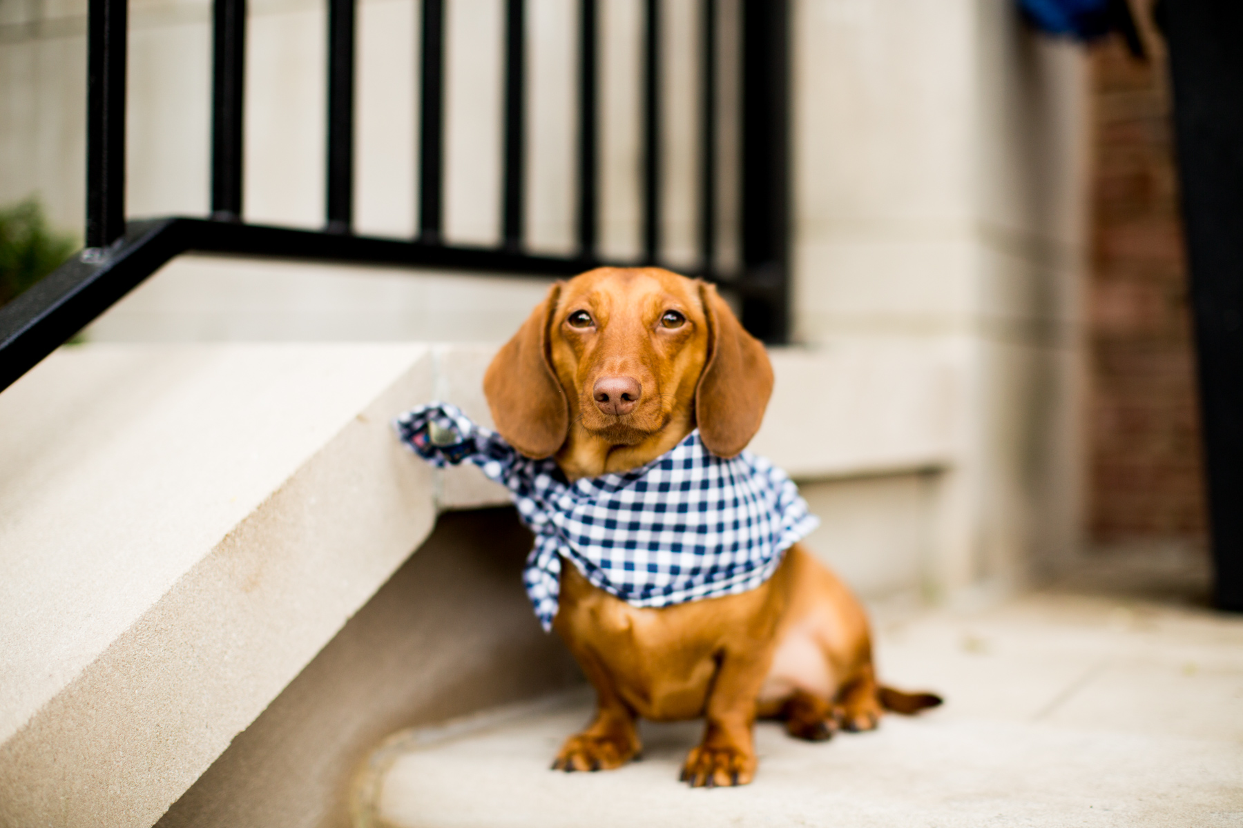 dog bandana