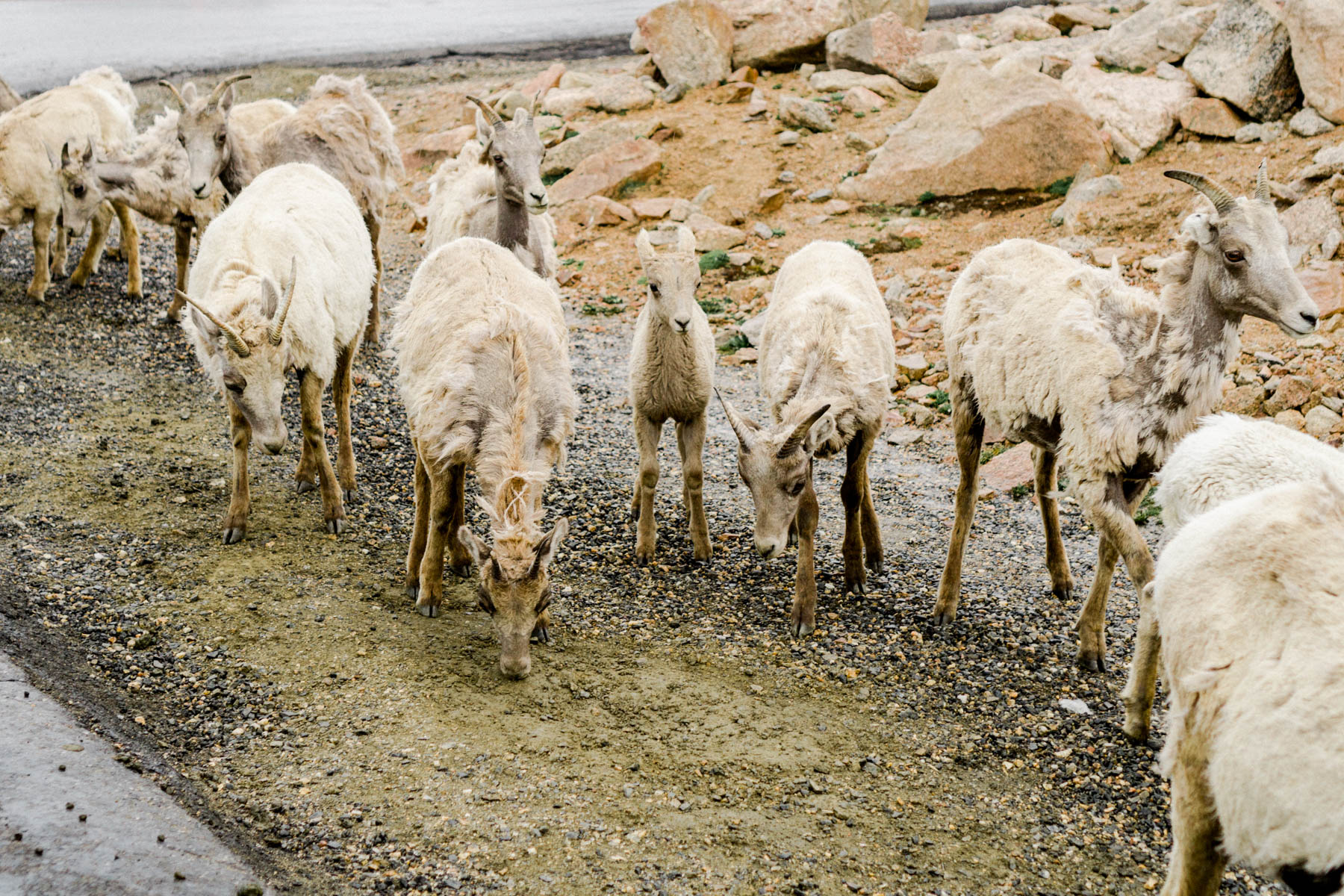 Mountain Goats in Denver, Colorado