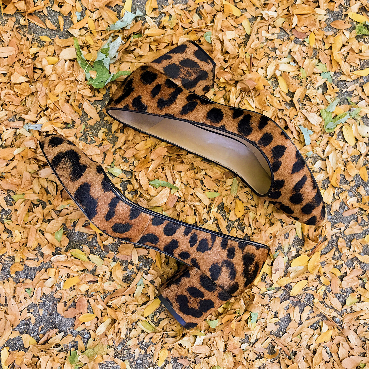 Recent Finds, 10/1: Leopard block Heels