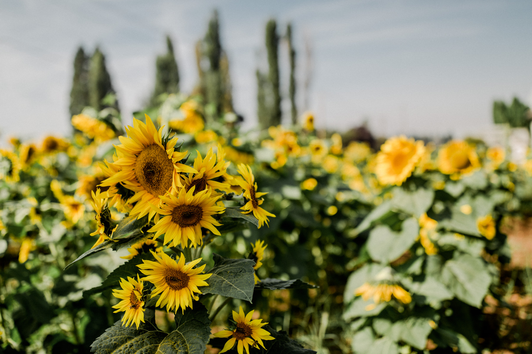 sun flower