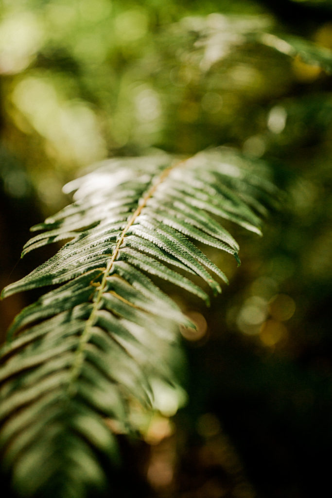 Mount Hood, Oregon - Trip Photos | Kelly in the City