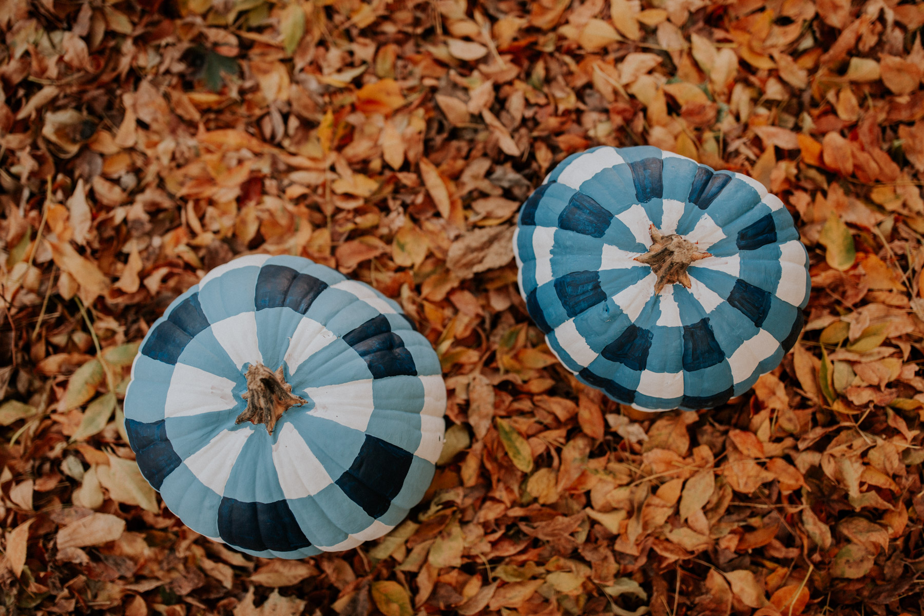 Gingham Pumpkins 