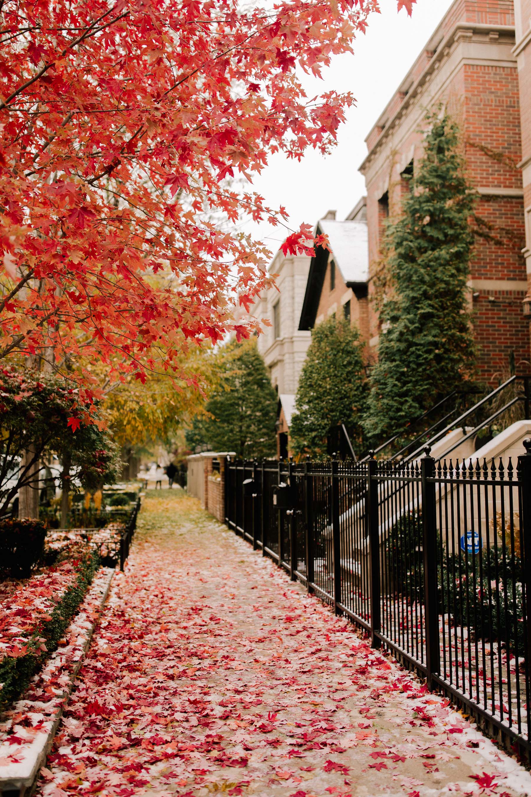 Autumn leaves in Chicago