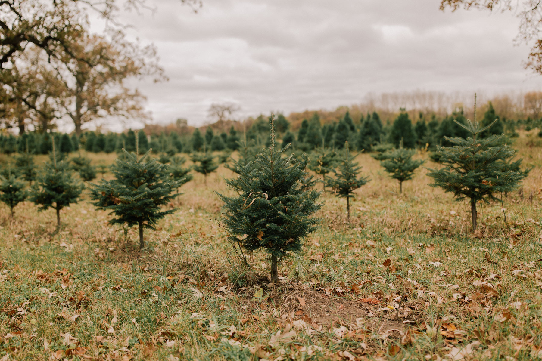 A Visit to the Christmas Tree Farm