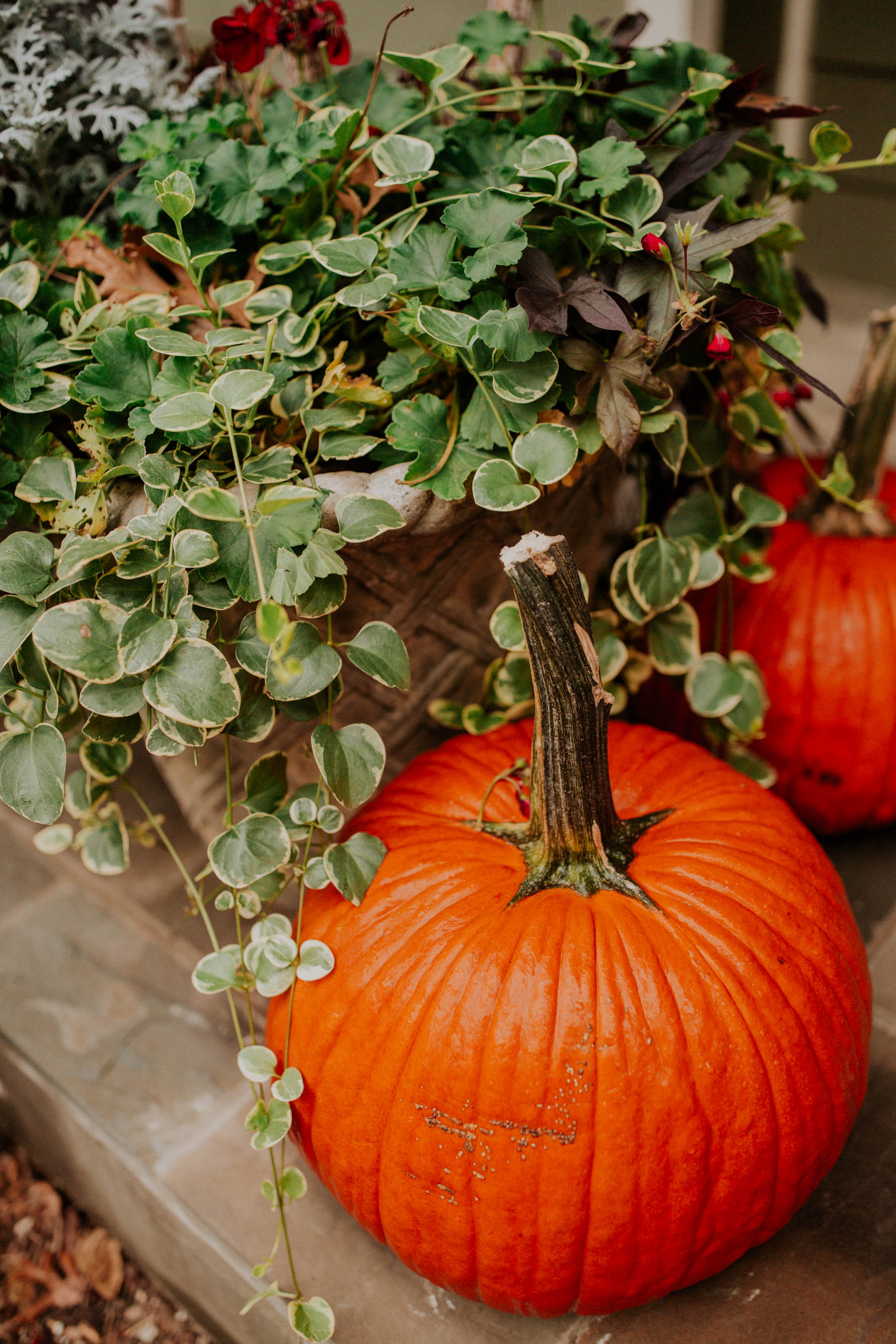 Fall Porch Decor: Pumpkins and Plants