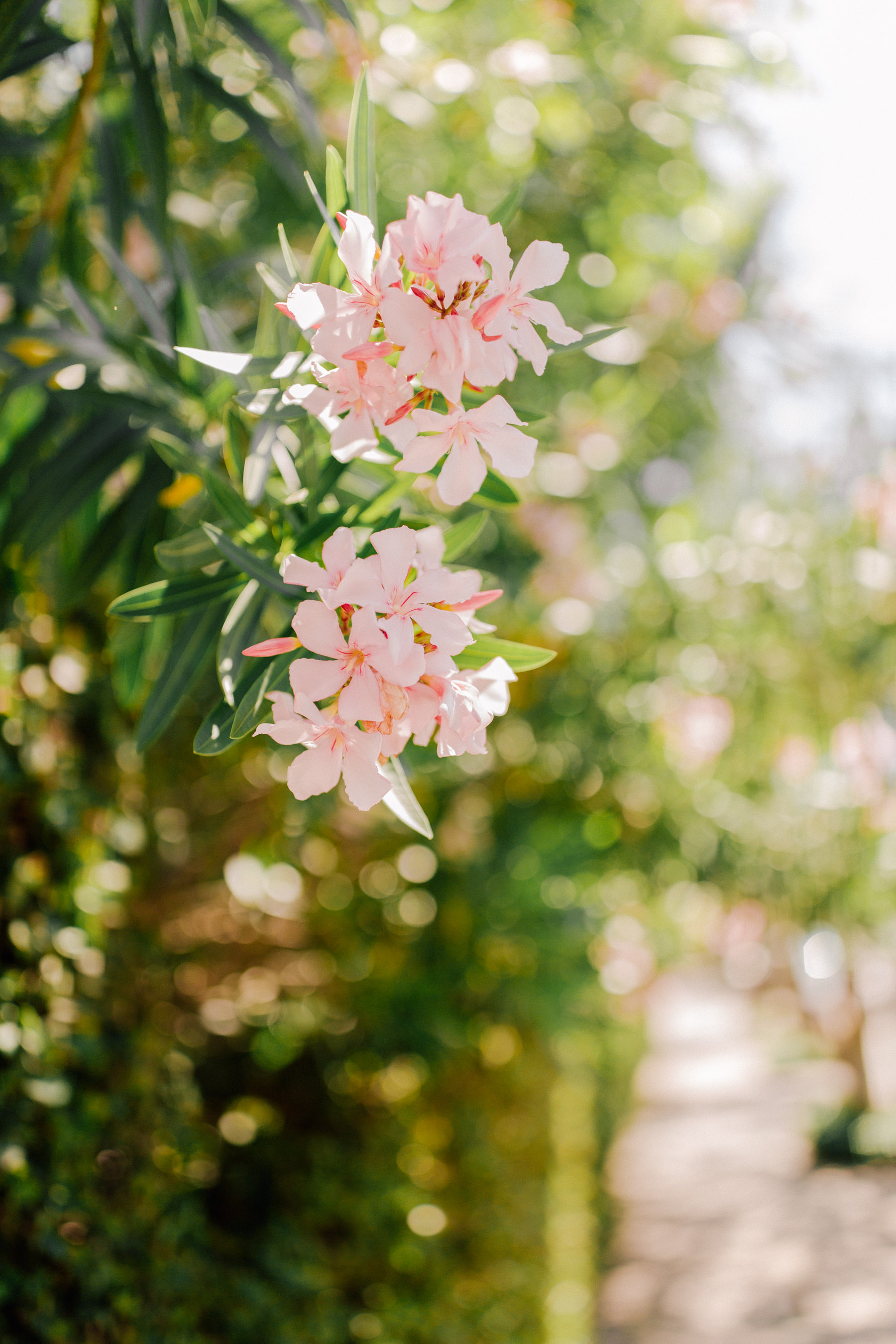 pink flowers