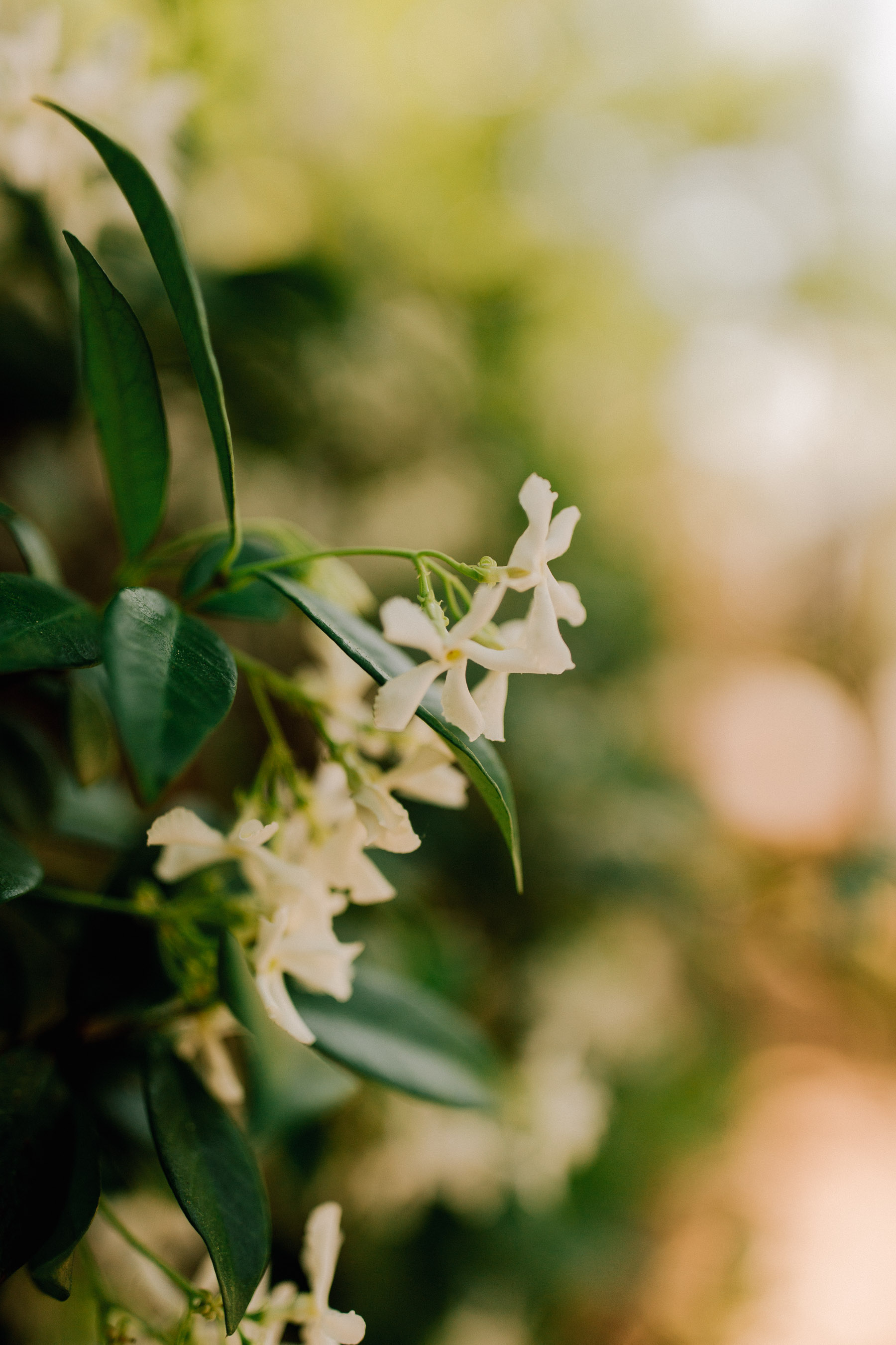 Blooming Flowers