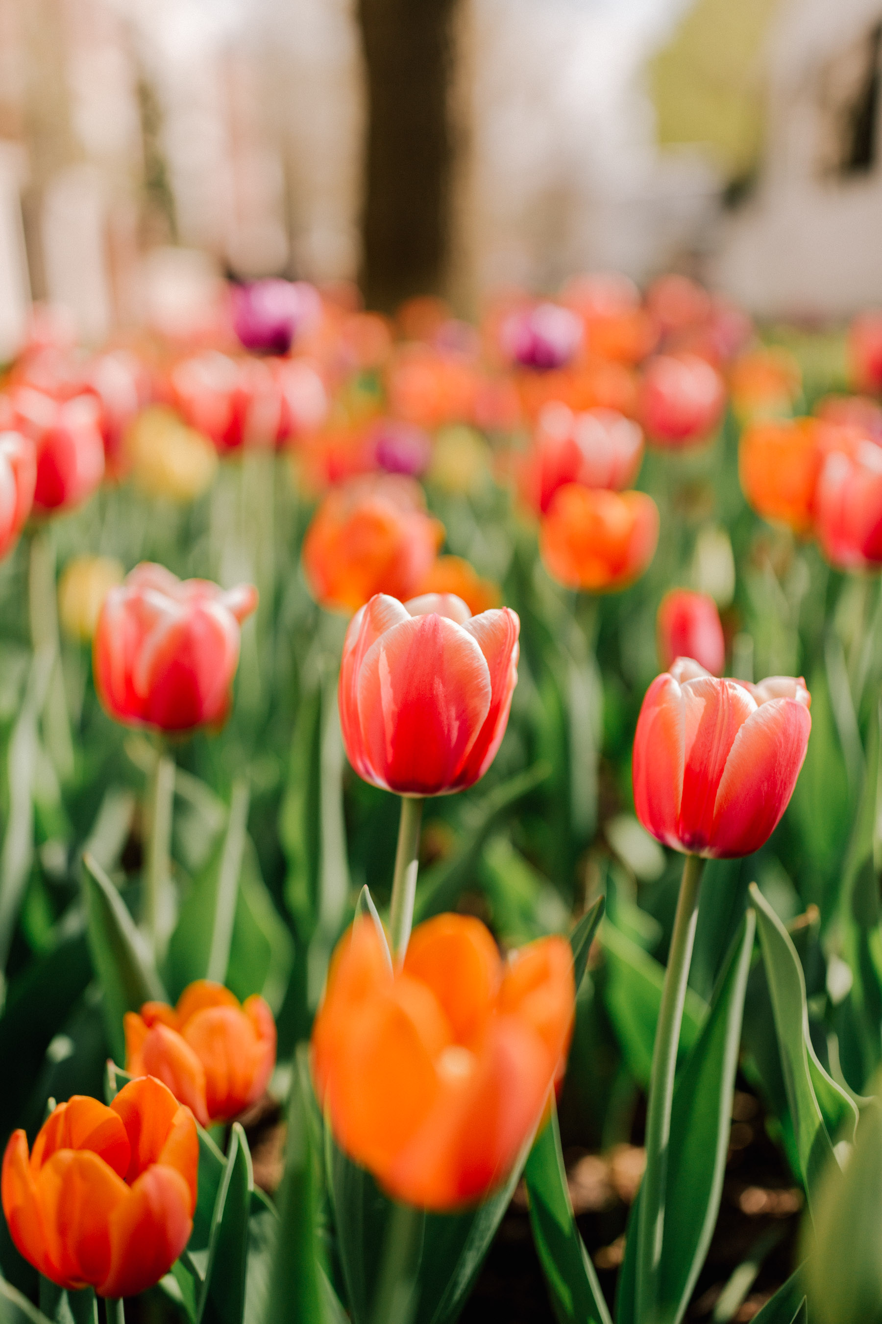 Chicago Spring Flowers