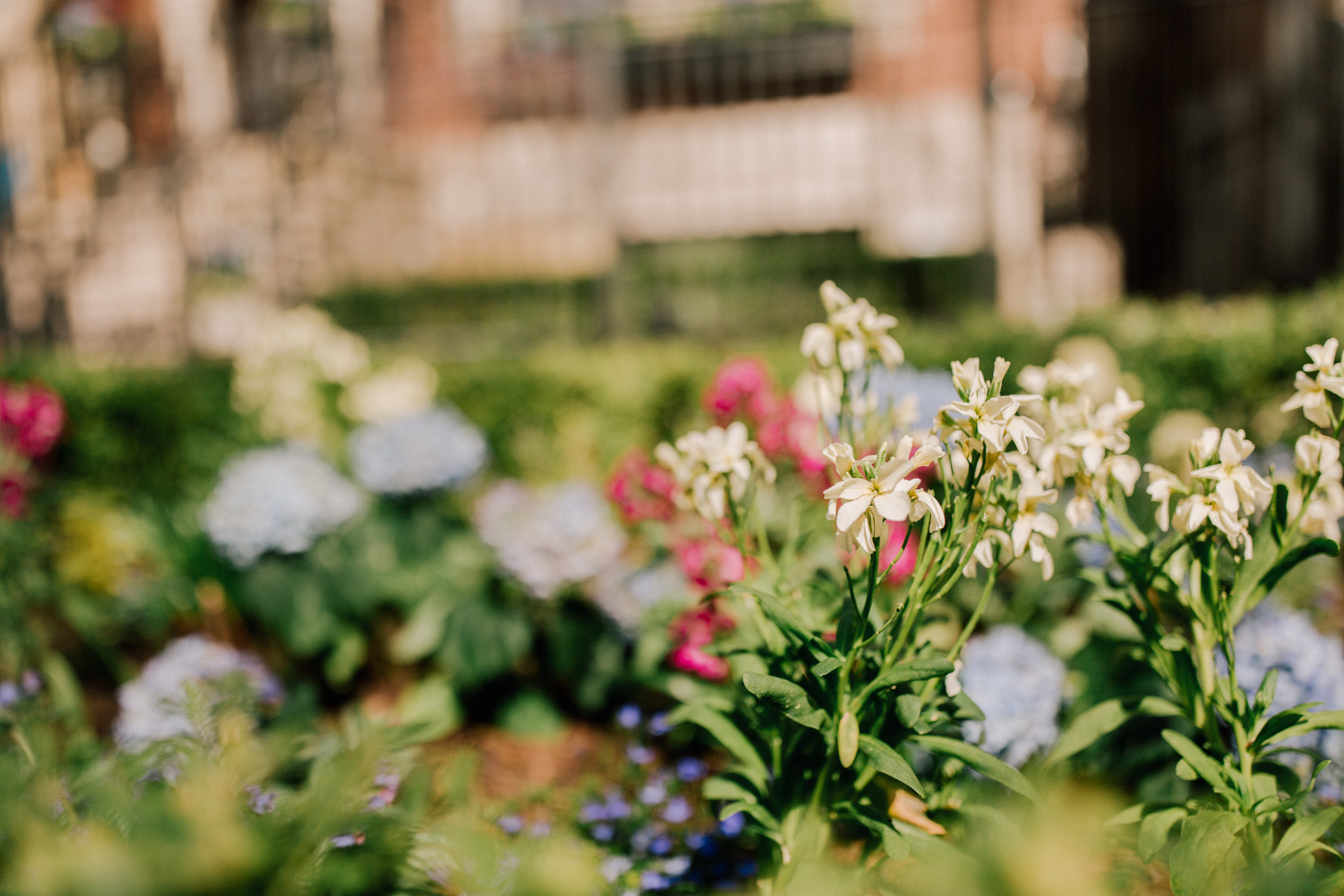 Chicago Flowers blooming