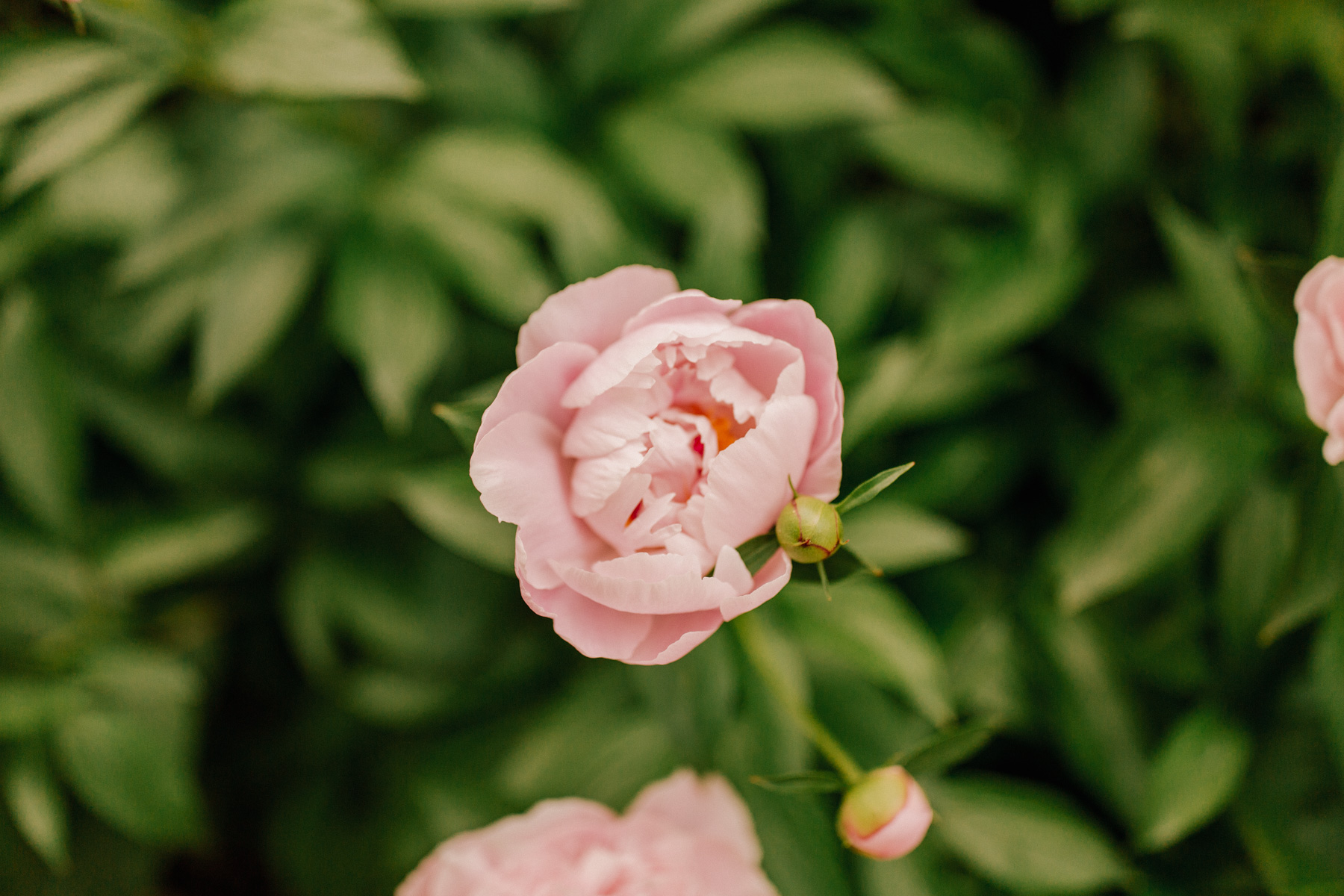 pink flower