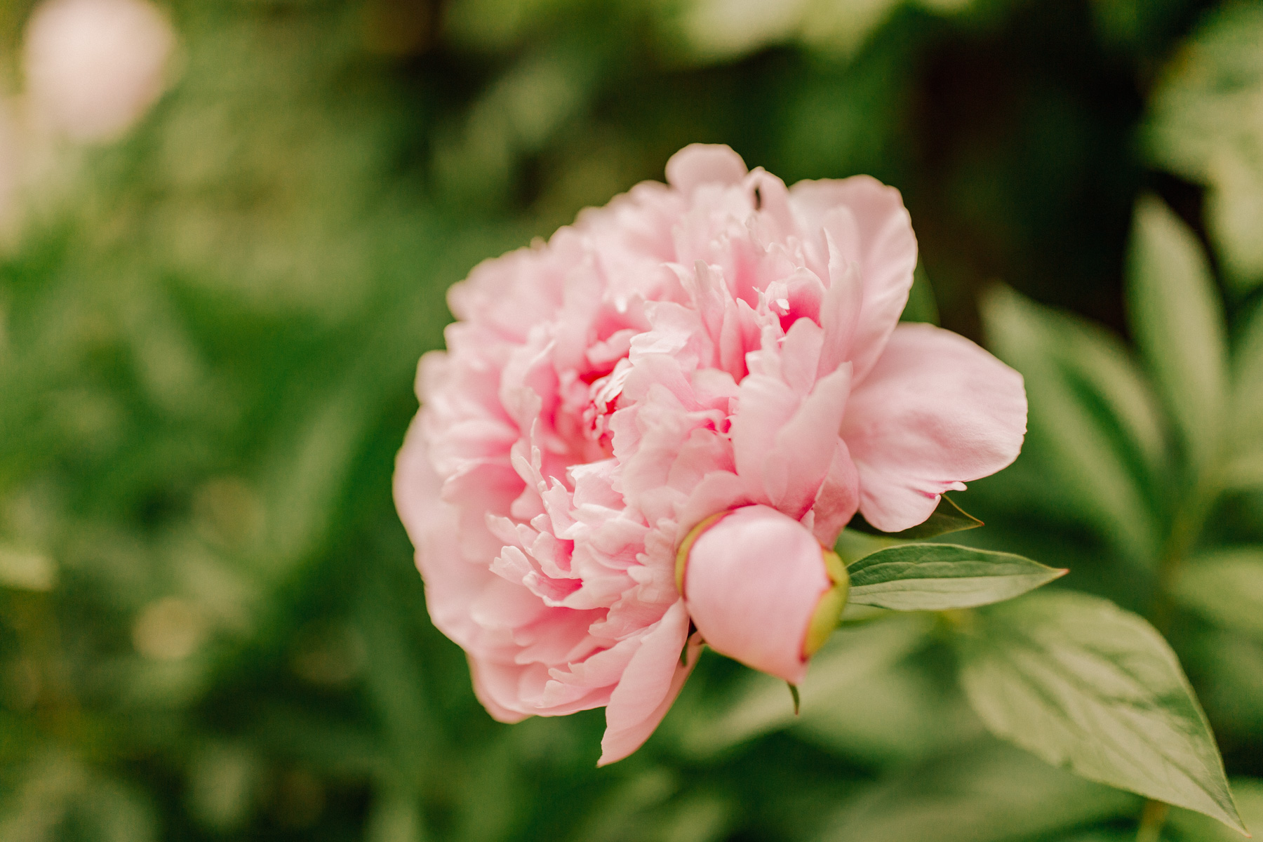 pink flower