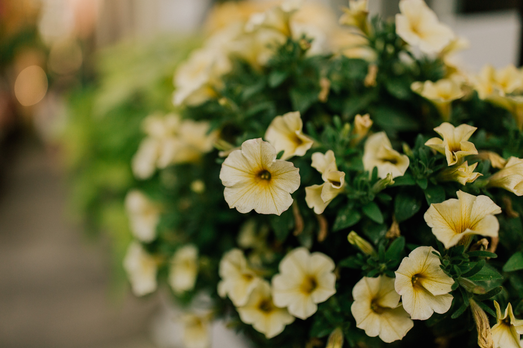 Charleston Flowers