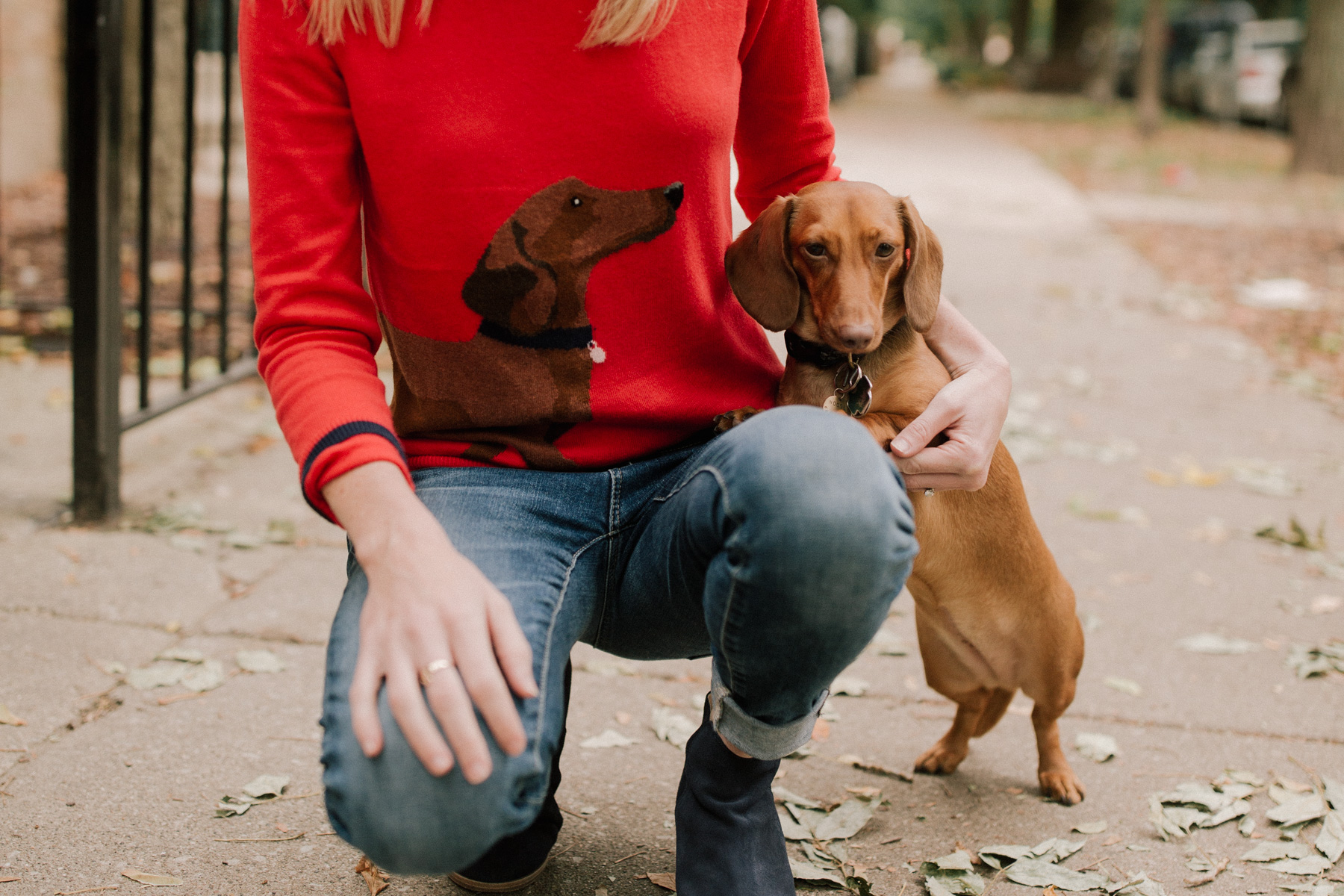 Dachshund gear best sale