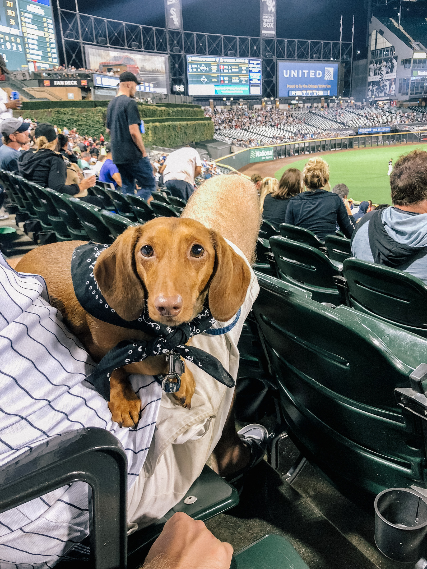 Follow along for an awesome Dog Day with #SoxSocial Correspondent