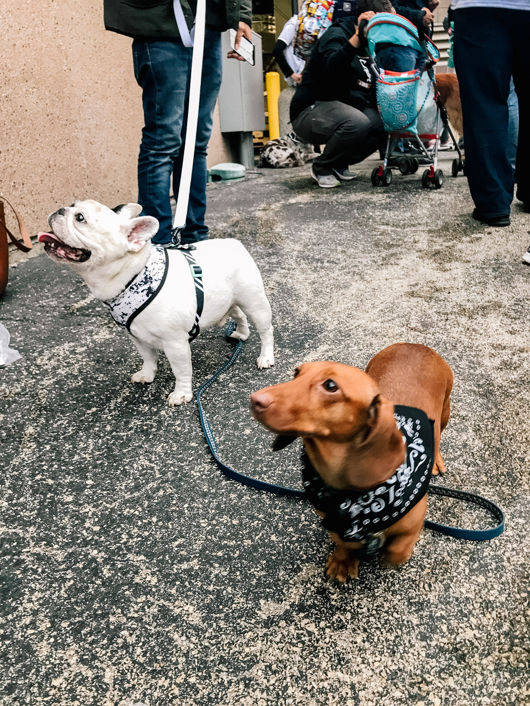 Dog Day is Back. - Inside the White Sox