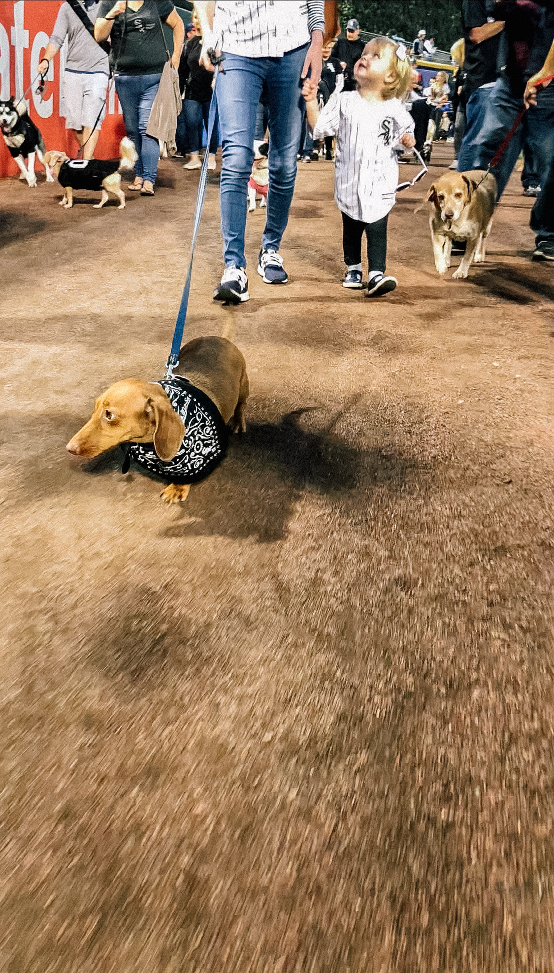 Dog Day is Back. - Inside the White Sox