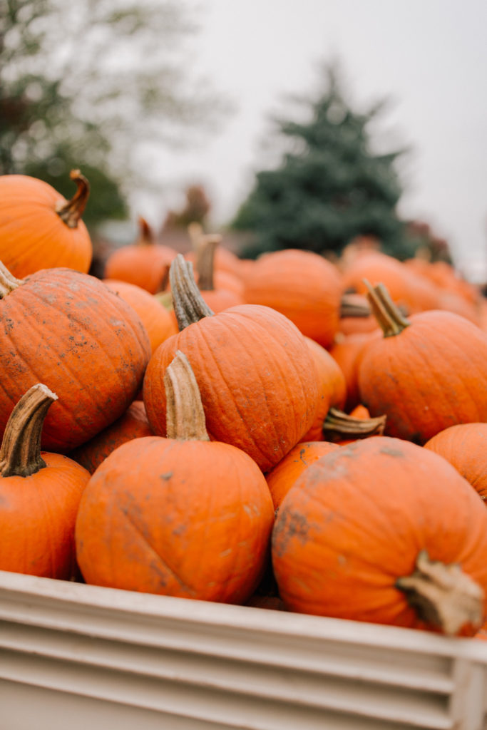 Pumpkin Picking Road Trip Didier Farms in Lincolnshire Kelly in the
