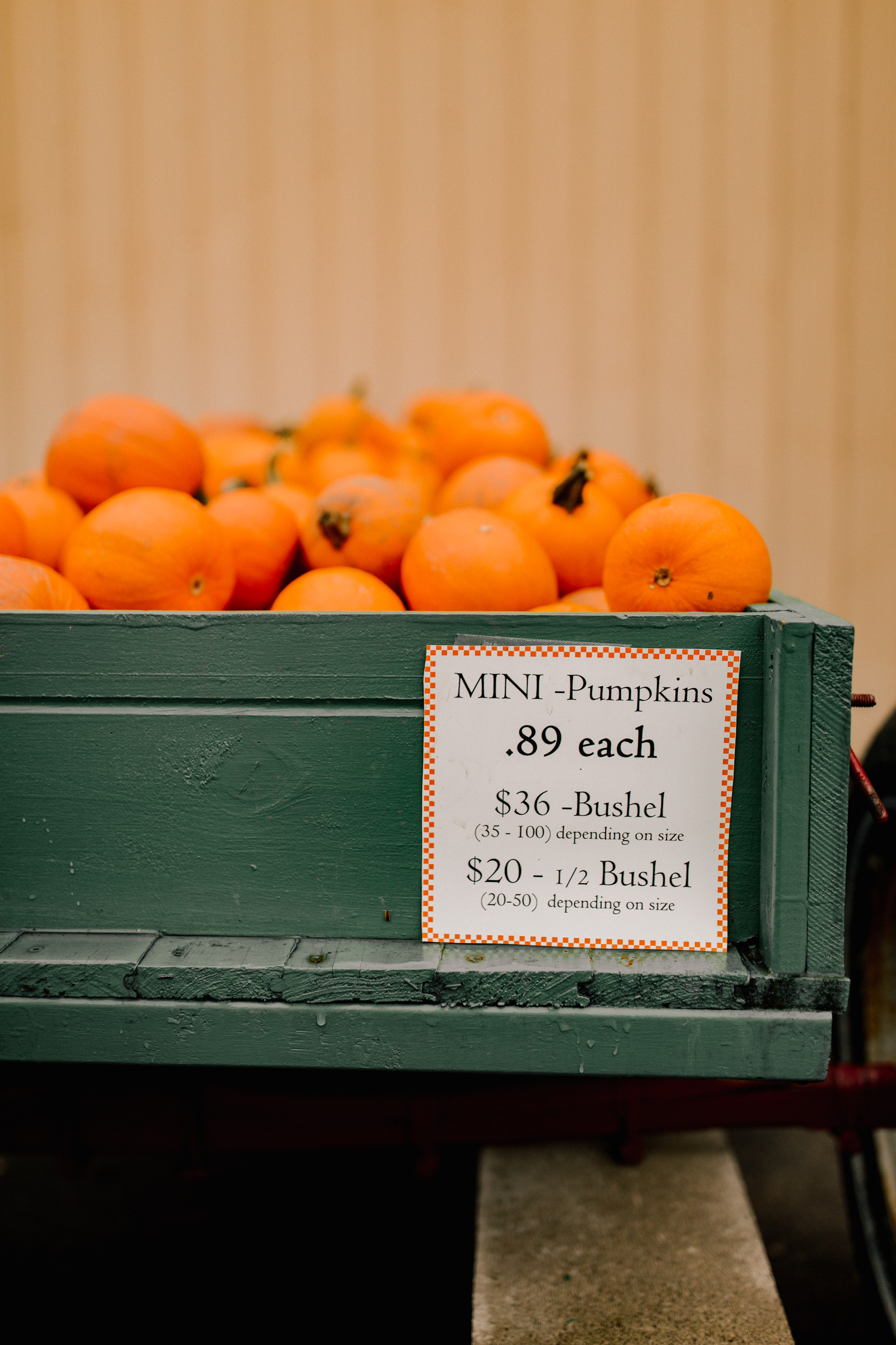 Mini Pumpkins