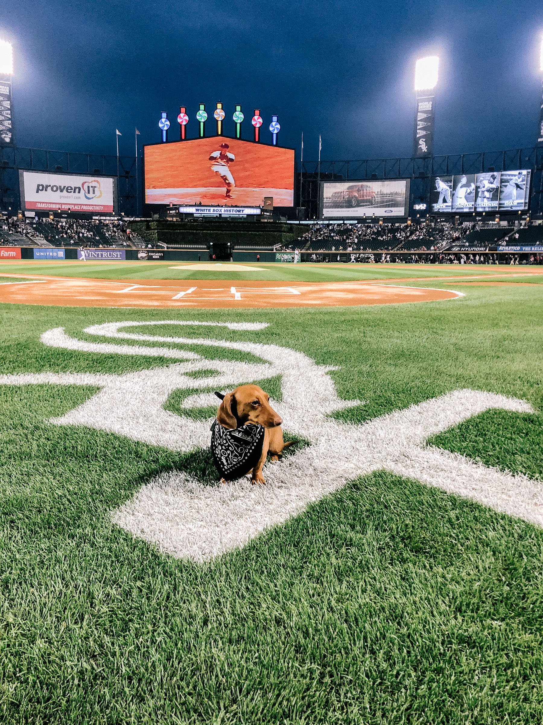 Dog Day with the Chicago White Sox