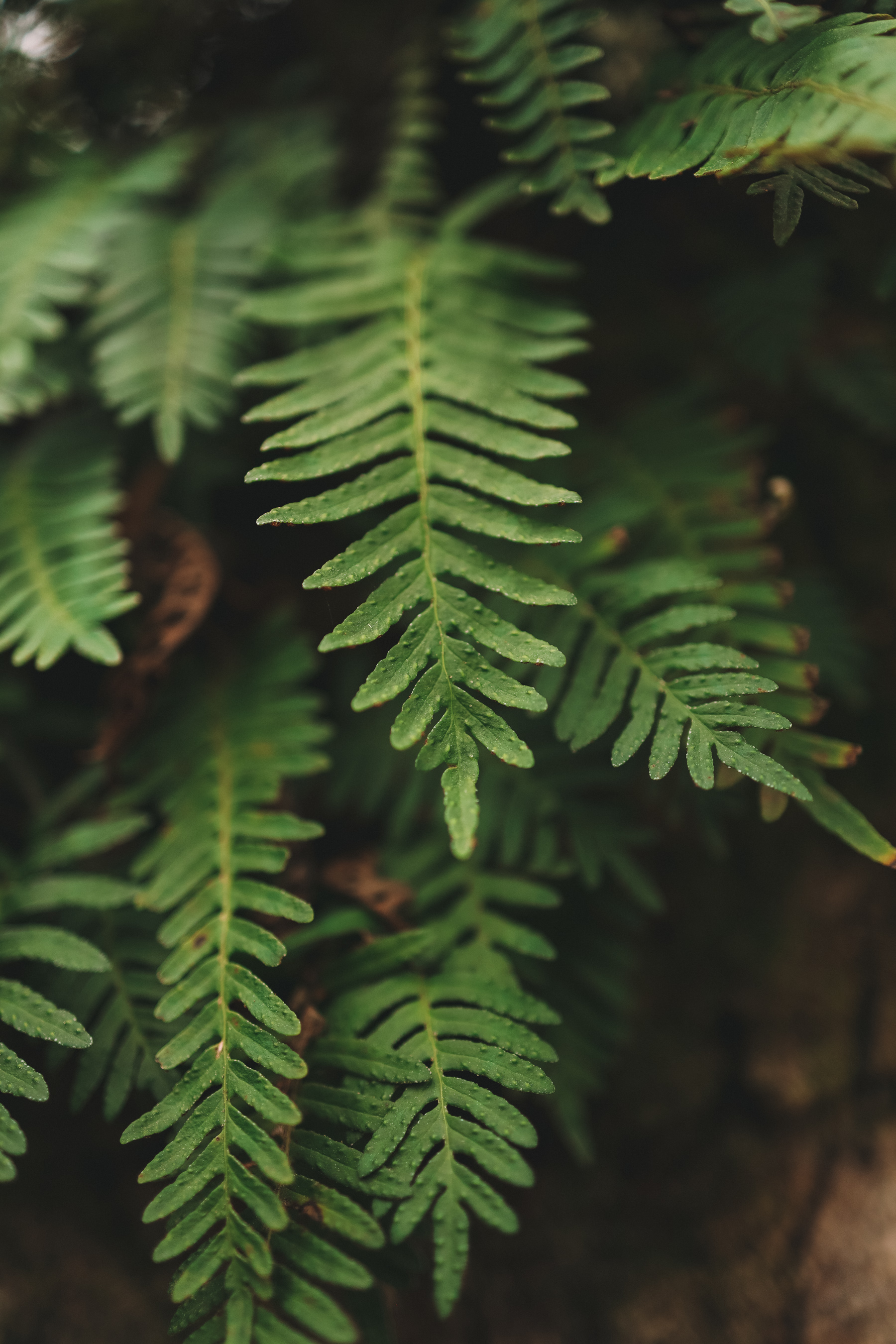 plants closeup