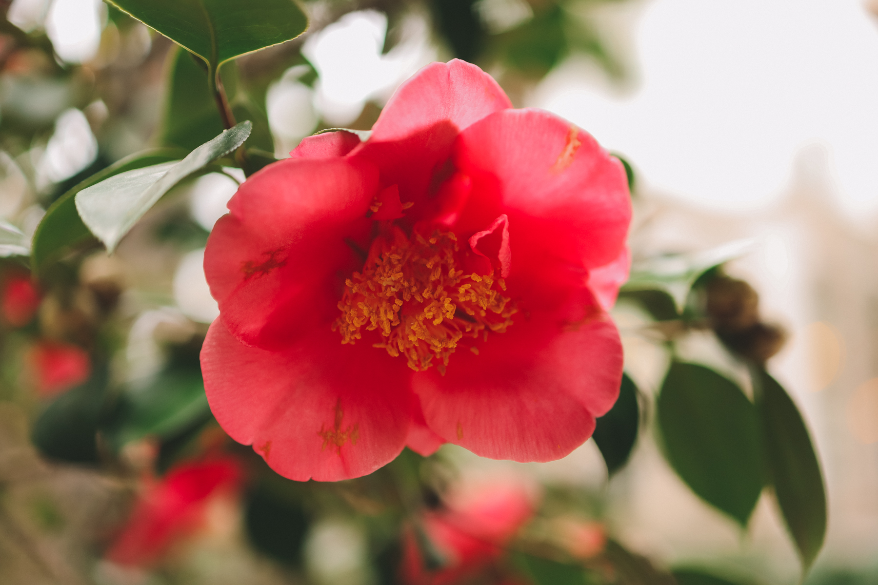 flower closeup