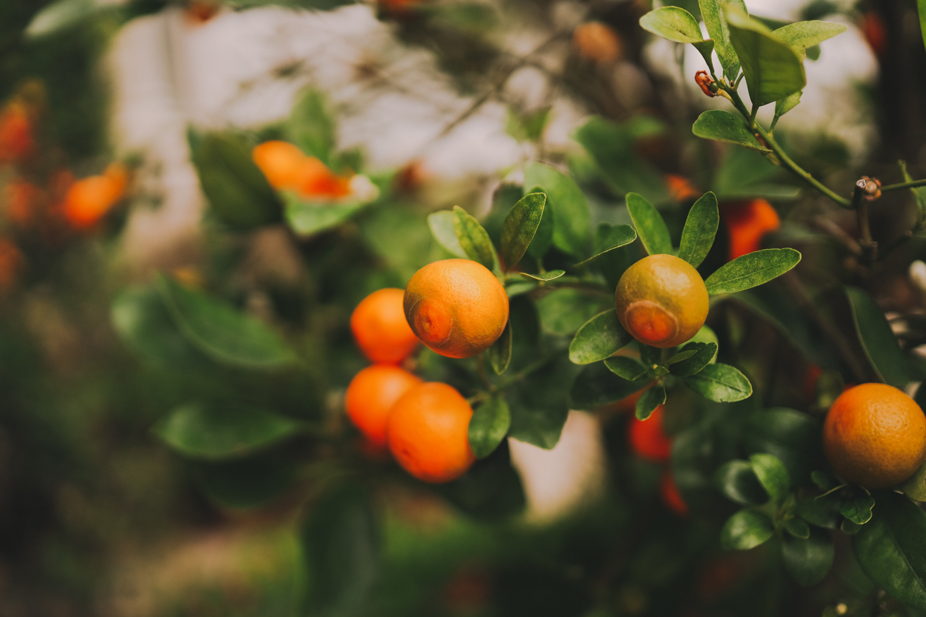 orange tree