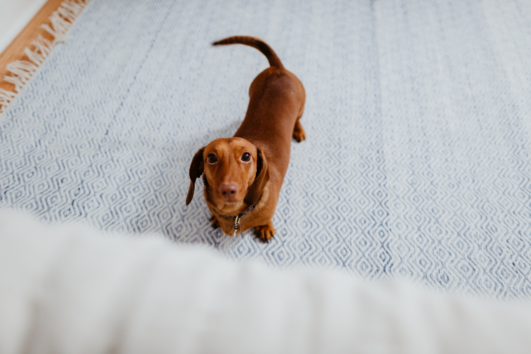 Noodle & Performance Indoor/Outdoor Rug (So soft!)