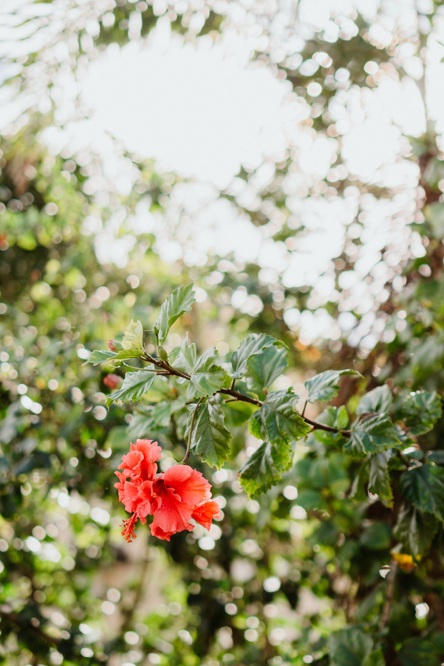 red flower