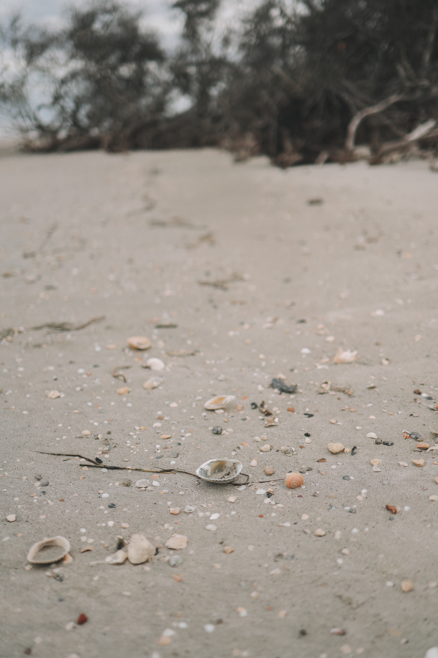 Shelling on Sea Island, Georgia