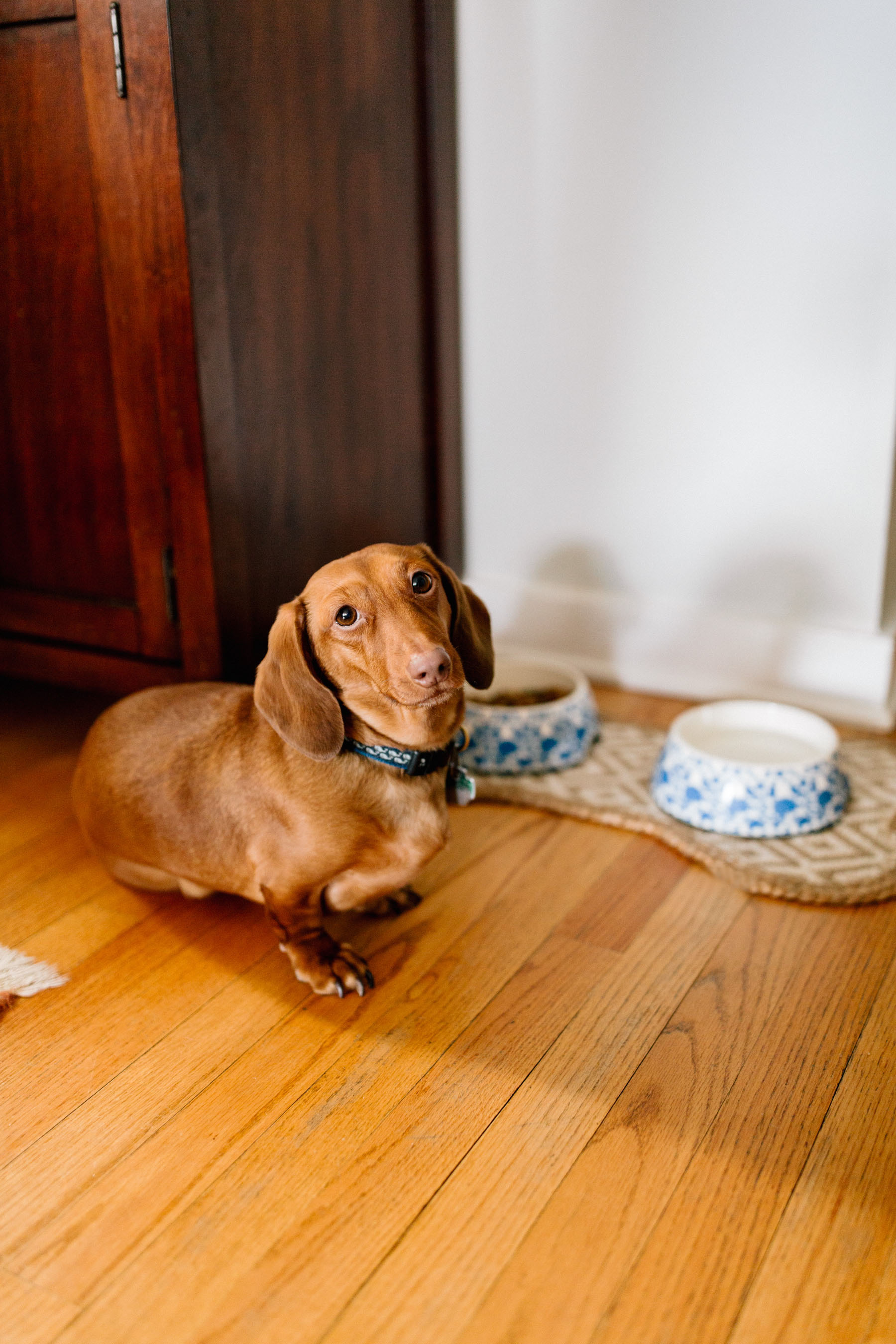 Dog Bone Feeding Mat