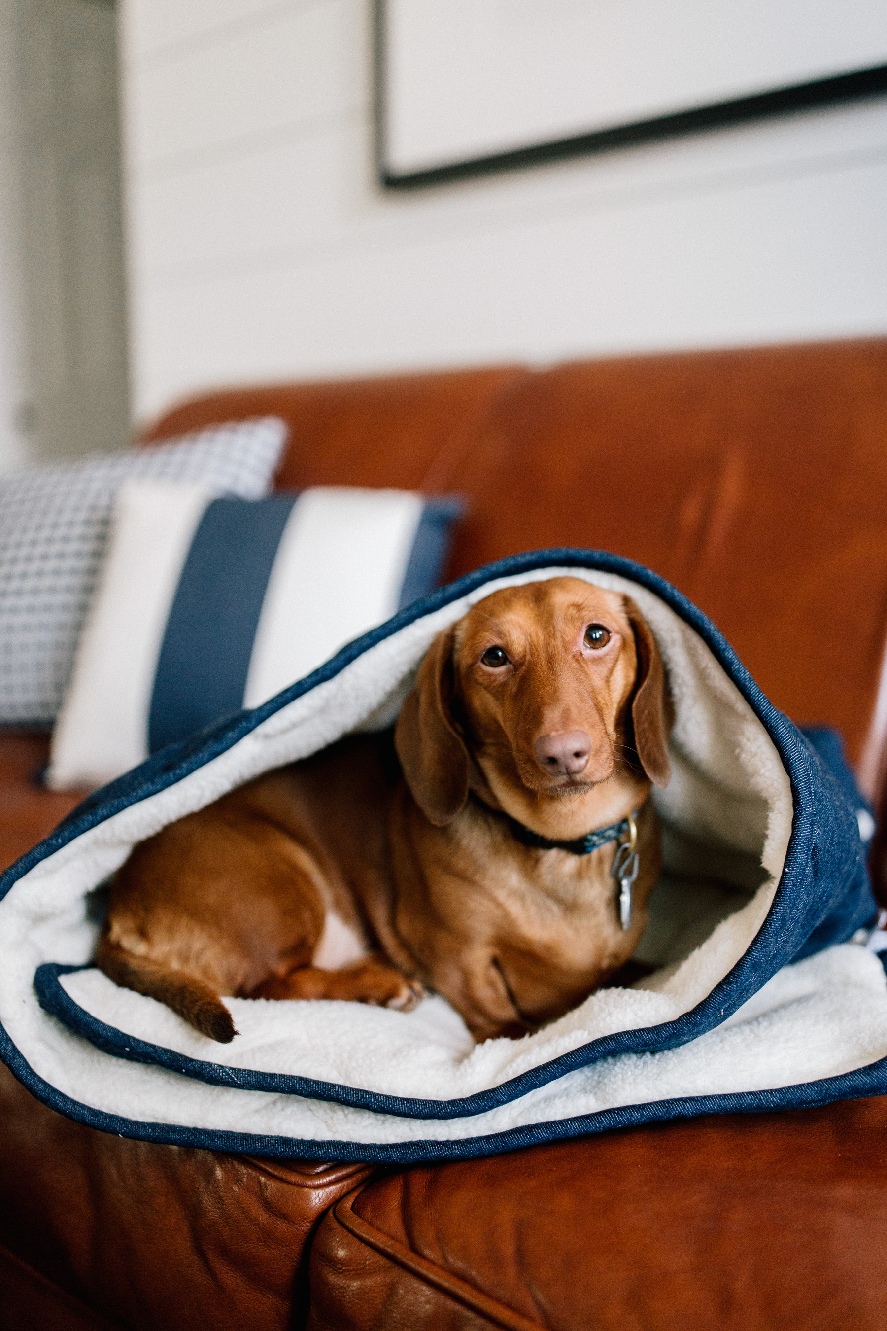 Denim Pet Sleeping Bag