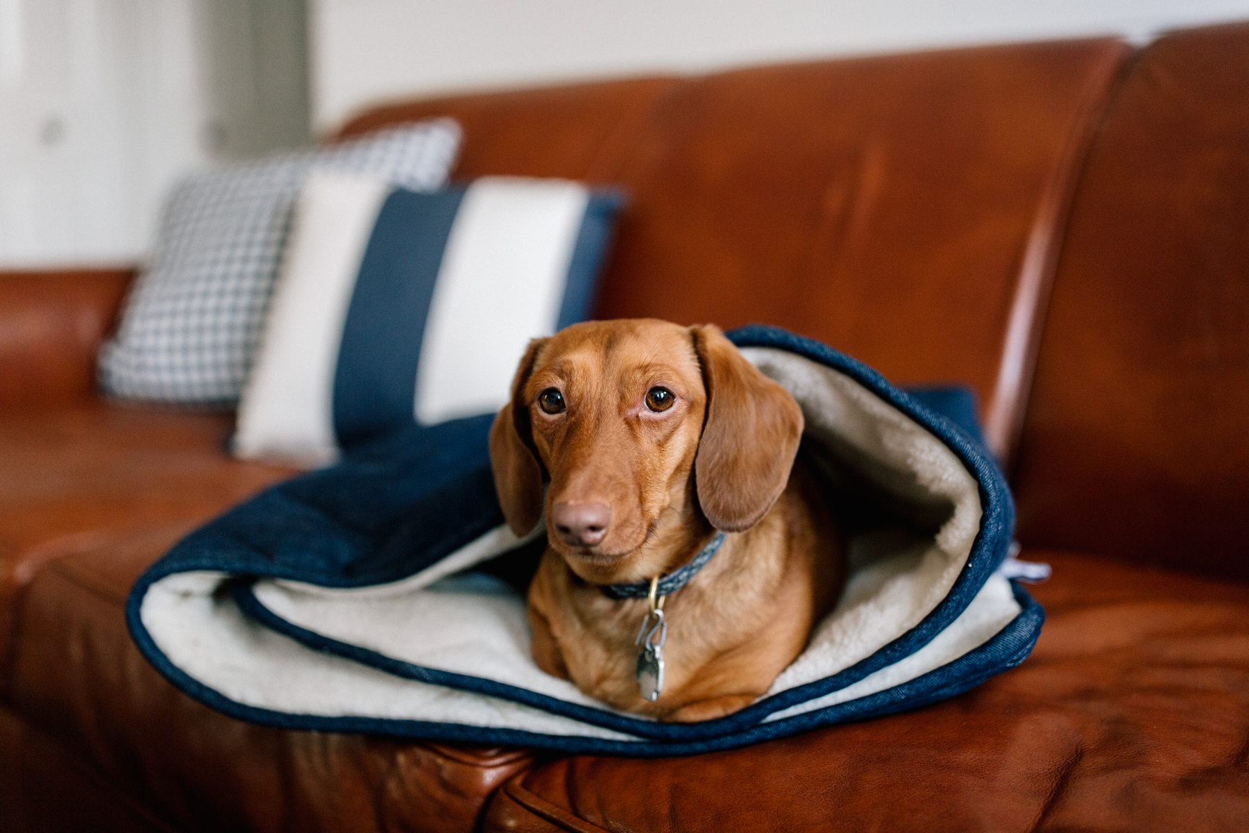 Denim Pet Sleeping Bag