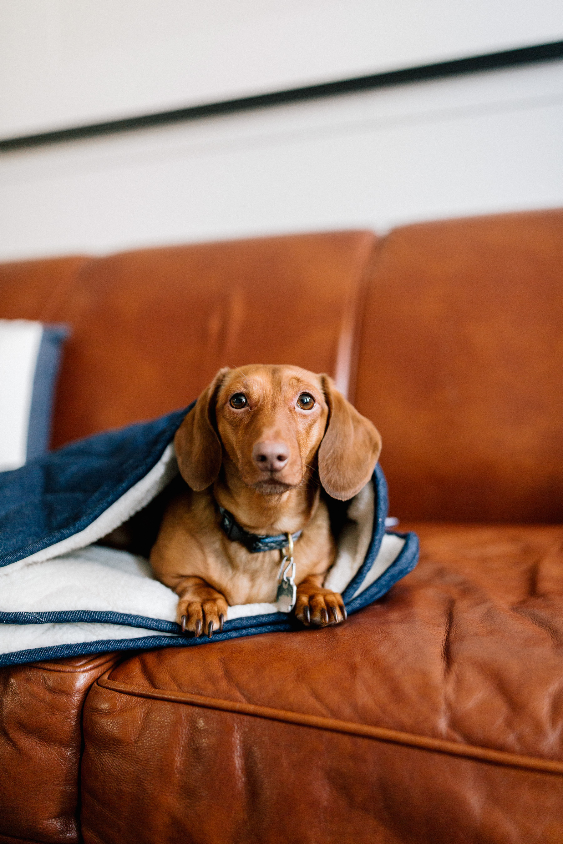 Denim Pet Sleeping Bag - The cutest dog products 